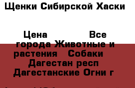 Щенки Сибирской Хаски › Цена ­ 20 000 - Все города Животные и растения » Собаки   . Дагестан респ.,Дагестанские Огни г.